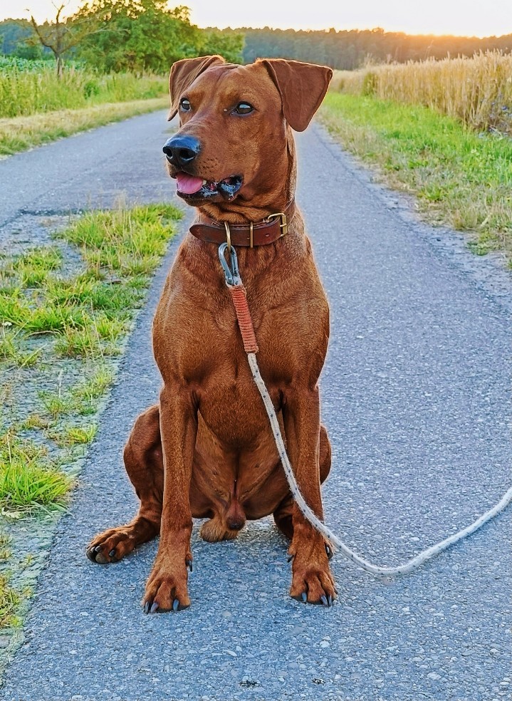 Deckrüde Indigo-Sam in Farbe Braun