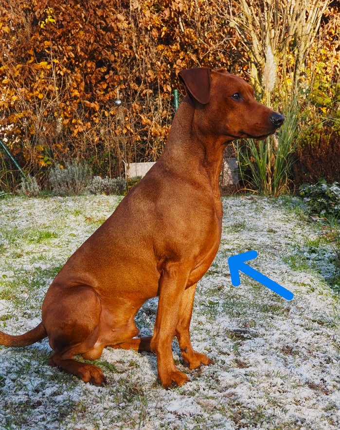Deutsche Pinscher Brust "Ist selten gezeichnet"