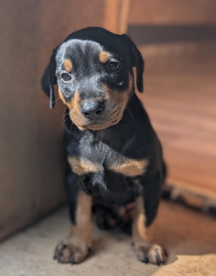 Deckrüde ist der Indigo-Sam Deutscher Pinscher