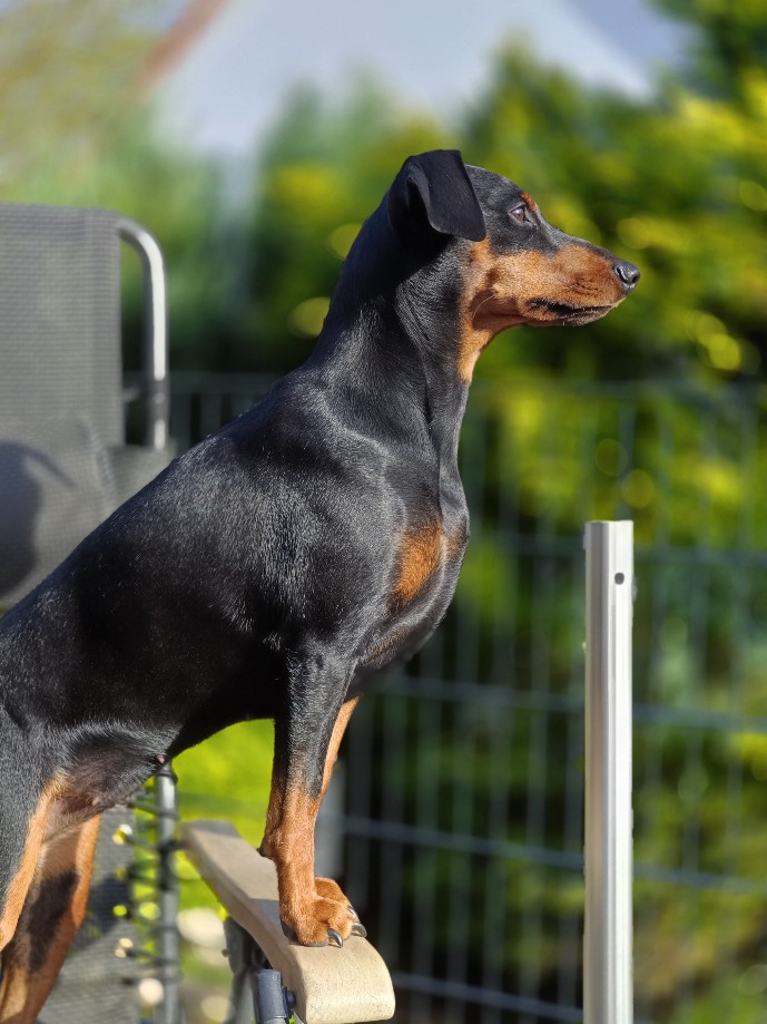 Pinscher und Brust - deutlich zu sehen Die Brust ist ein Korektes Knochenaufbau