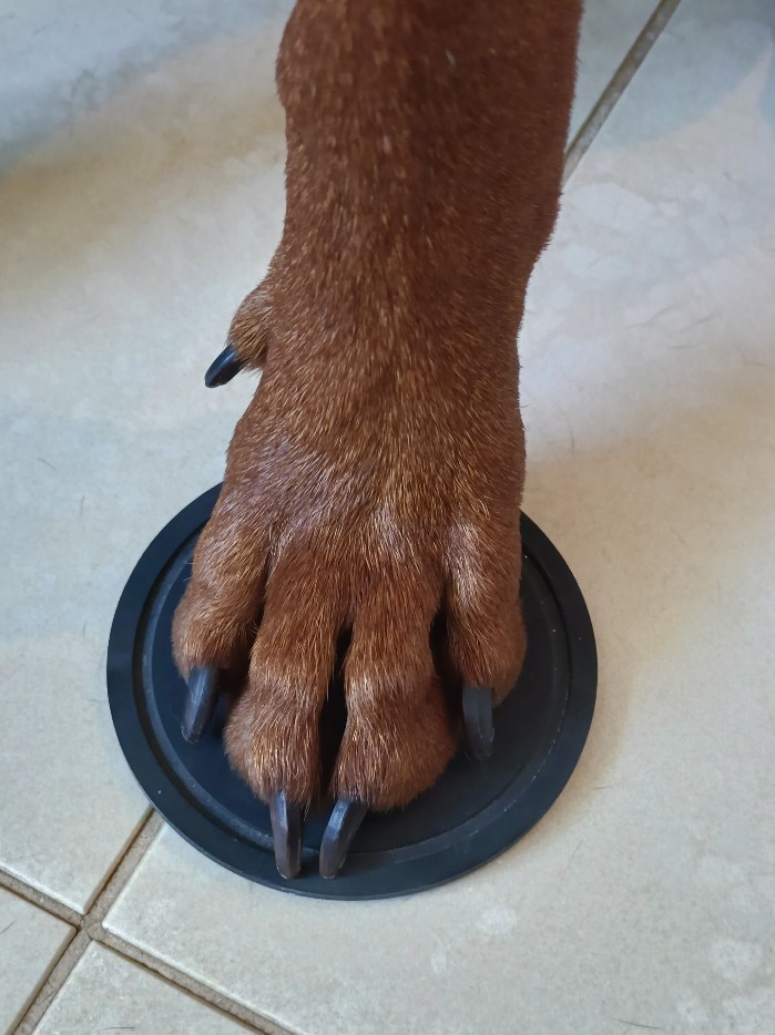 Große Pinscher Füße mit Balen