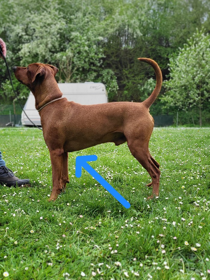 Pinscher Bruskorb mittig mit Ellbogen