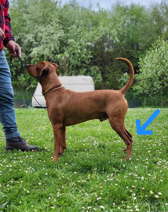 Pinscher Wadenbeine 90° zum Boden