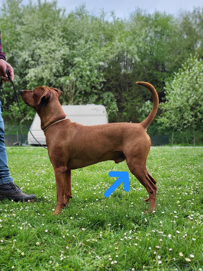 Pinscher Oberschenkel mit Muskeln "Gezeichnet"
