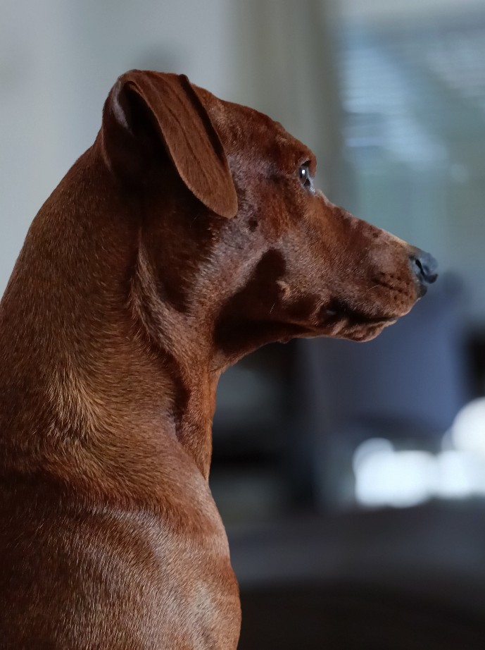 Pinscher-Schnauzer-Klub PsK