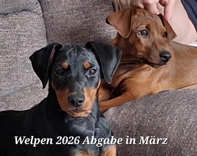 Welpen Deutscher Pinscher 2026 Februar/März Abgabe