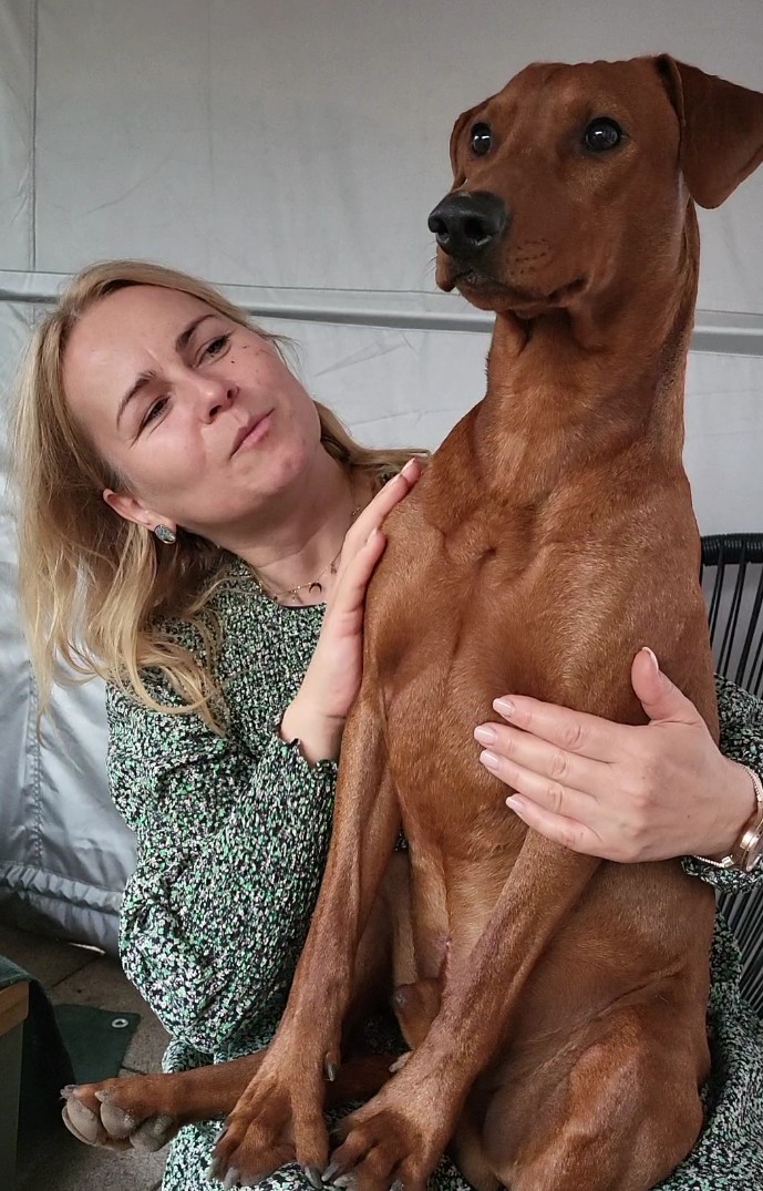 Familienhunde und Rassehunde