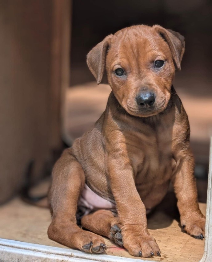 Der Vater Interchampion CIB und Grand Champion von Polen